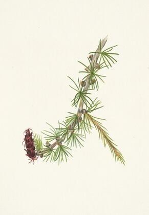 Lyall Larch. Larix lyallii (1925)