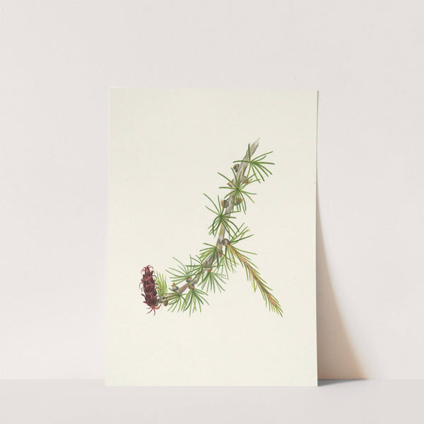 Lyall Larch. Larix lyallii (1925) by Mary Vaux Walcott