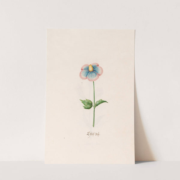 Lÿbish rose (1692) by Magdelena Rosina Funck