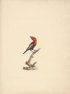 Lybius guifsobalito (Black-billed Barbet)