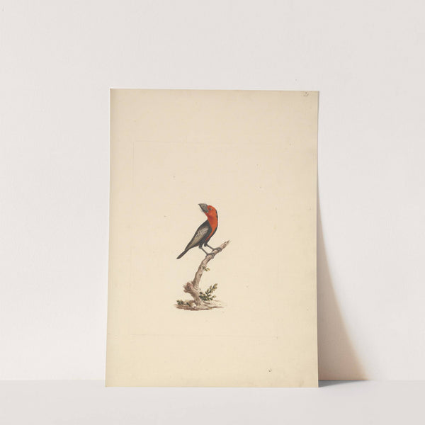 Lybius guifsobalito (Black-billed Barbet) by Luigi Balugani