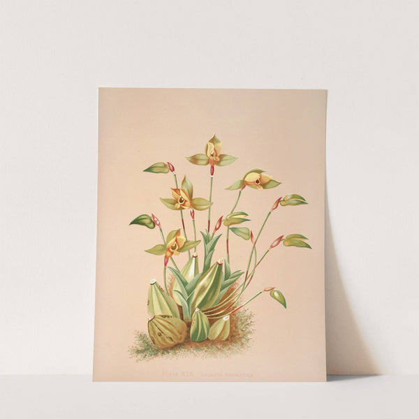 Lycaste Aromatica by Harriet Stewart Miner