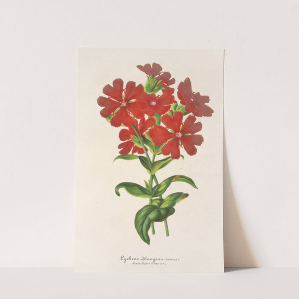 Lychnis Haagena by Charles Antoine Lemaire