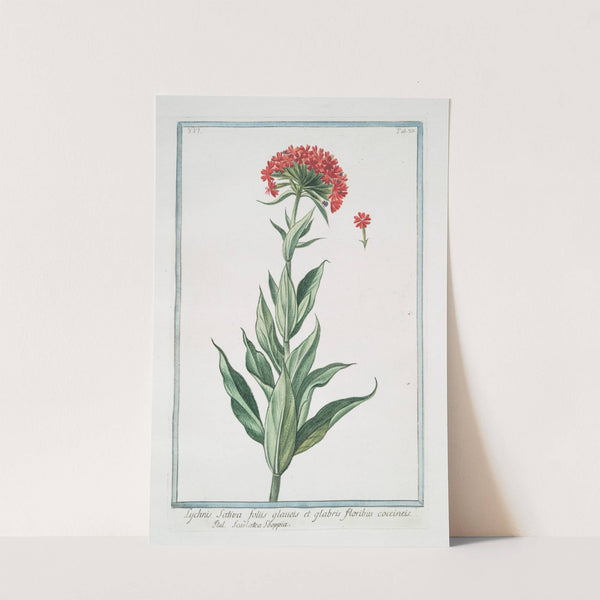 Lychnis sativa, foliis glauets et glabris, floribus coccineis - Scarlattea Sooppia. (Scarlet Lychnis) by Giorgio Bonelli