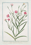 Lychnis Segetum Nigellastrum minus glabrum dicta. – Agrostema Celirosa – Nigellastro minore – La Nielle des Bleds. (Black catchfly)