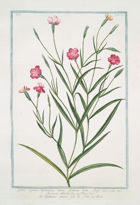 Lychnis Segetum Nigellastrum minus glabrum dicta. – Agrostema Celirosa – Nigellastro minore – La Nielle des Bleds. (Black catchfly)