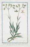 Lychnis sylvestris, quae Behen album vulgo – Behen bianco – Le Behen blanc