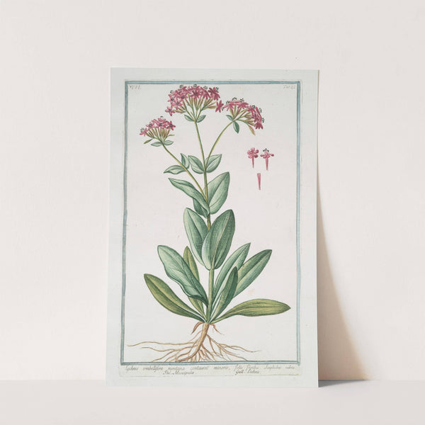 Lychnis umbellifera montana centaurei minoris, floribus, simplicibus, rubris - Muscipula - Lichnis.(Catchfly) by Giorgio Bonelli