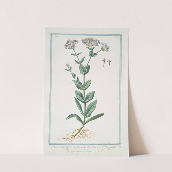 Lychnis umbellifera montana centauri minoris foliis floribus albi - Muscipula, con il fiore-bianco by Giorgio Bonelli