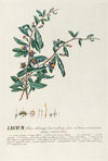 Lycium