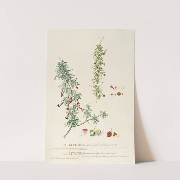 Lycium by Georg Dionysius Ehret