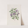 Lycium-like Solanum by Sydenham Edwards