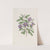 Lycium-like Solanum by Sydenham Edwards