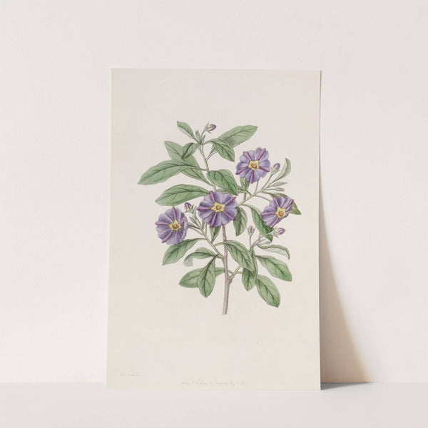 Lycium-like Solanum by Sydenham Edwards