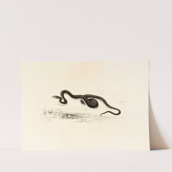 Lycodon Capensis by Sir Andrew Smith