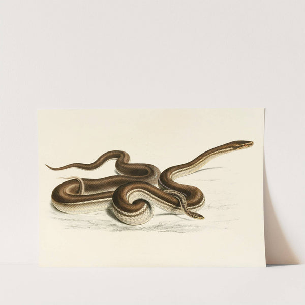 Lycodon Geometricus by Sir Andrew Smith