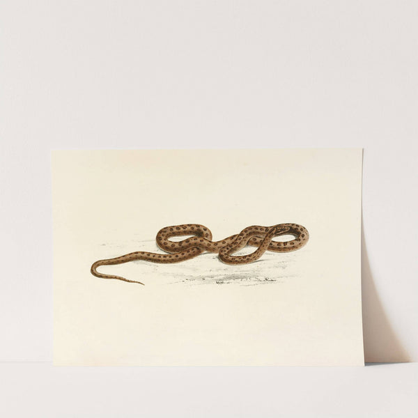 Lycodon Guttatus by Sir Andrew Smith