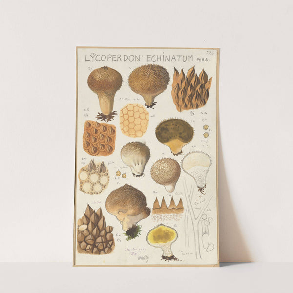 Lycoperdon enchinatum (1915-1945) by Hans Walty