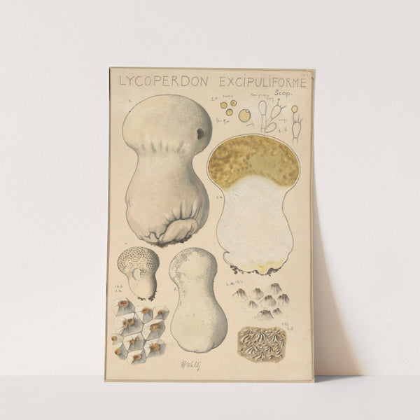 Lycoperdon excipuliforme (1915-1945) by Hans Walty