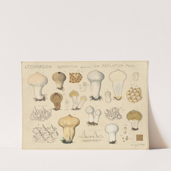 Lycoperdon gemmatum Batsch. var. perlatum Pers. (1915-1945) by Hans Walty