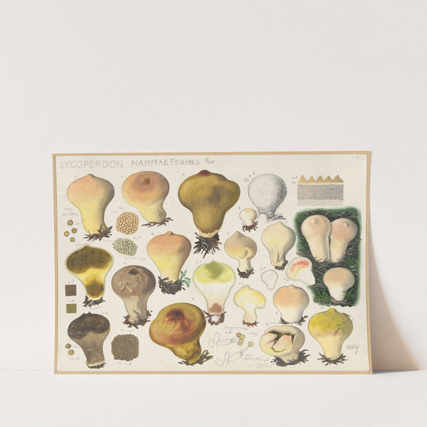 Lycoperdon mammaeformis Pers. (1915-1945) by Hans Walty