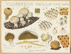 Lycoperdon papillatum (1915-1945)