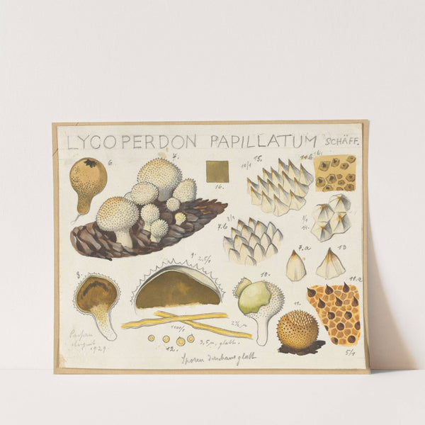 Lycoperdon papillatum (1915-1945) by Hans Walty