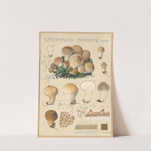 Lycoperdon piriforme (1915-1945) by Hans Walty