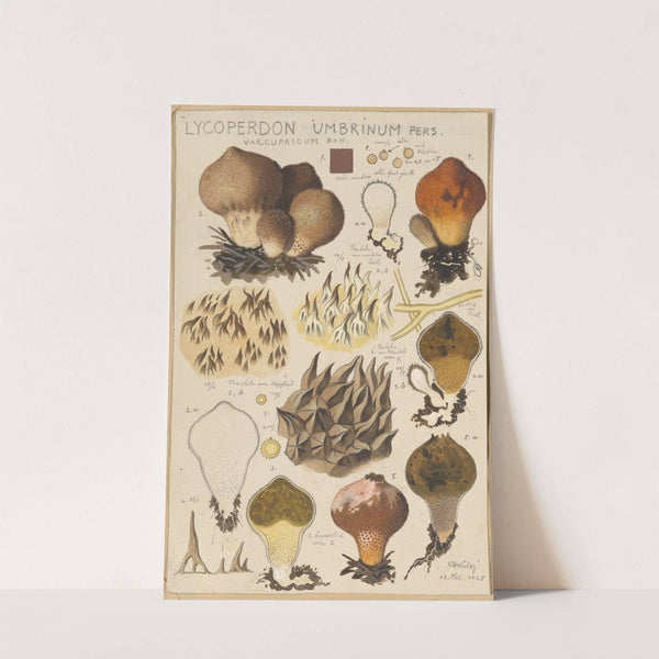 Lycoperdon umbrinum (1915-1945) by Hans Walty