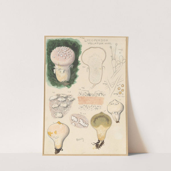 Lycoperdon velatum (1915-1945) by Hans Walty