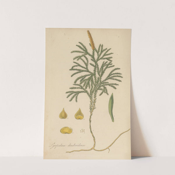 Lycopodium dendroideum by William Jackson Hooker