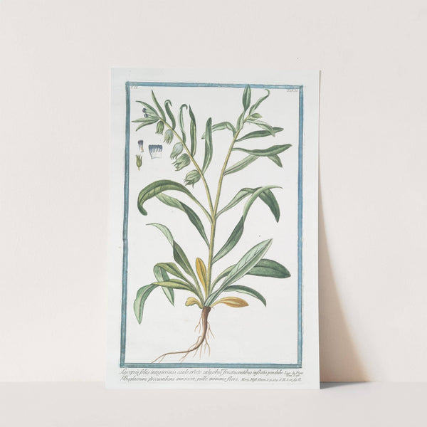 Lycopsis foliis integerrimis, caule erecto calycibus fructescentibus inflatis pendulis - Buglossum procumbens annuum, pullo minimo flore. (Bugloss) by Giorgio Bonelli