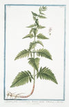 Lycopus foliis in profundas lacinias incisis – Cardiaca acquatica. (Waterhorehound)