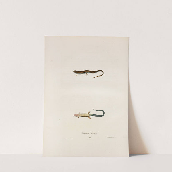 Lygosoma lateralis. by John Edwards Holbrook