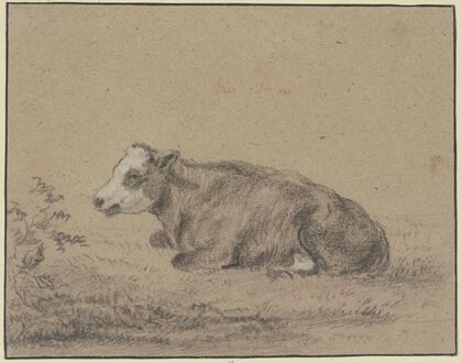Lying cow to the left