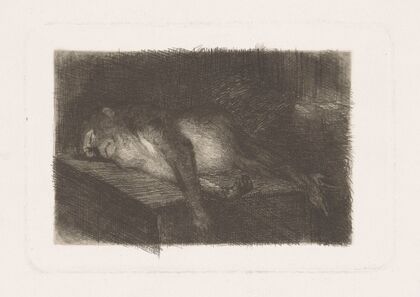 Lying, sleeping monkey