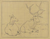 Lying stags