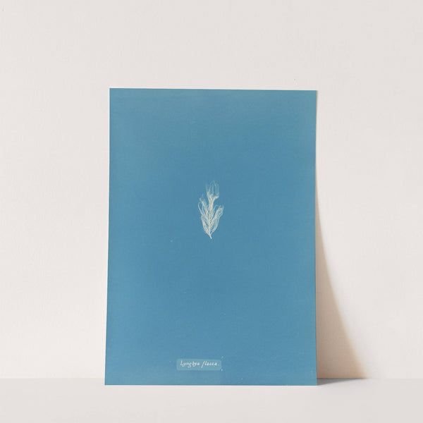 Lyngbya flacca (1843-1853) by Anna Atkins