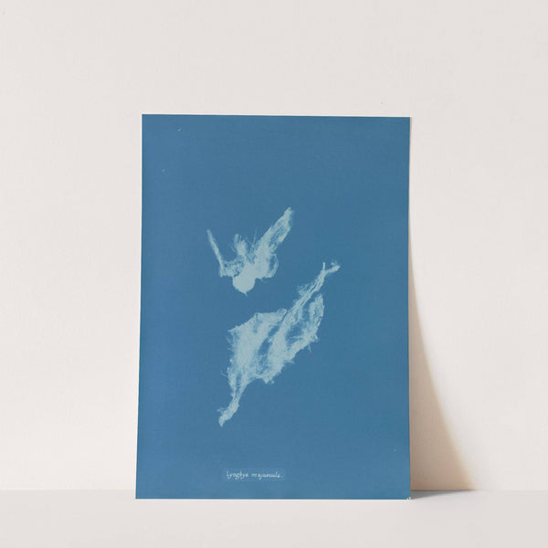 Lyngbya majuscula (1843-1853) by Anna Atkins