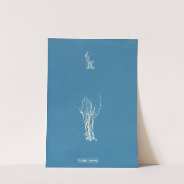 Lyngbya speciosa (1843-1853) by Anna Atkins