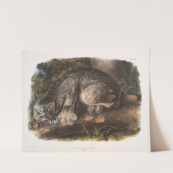 Lynx Canadensis, Canada Lynx. Male. (1845-1848) by John Woodhouse Audubon