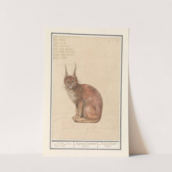 Lynx (Lynx lynx) Lochs. Los. weere-wolf. Lupus Cervarius. Lynx. Loup Cervier. Lynx. (1596-1610) by Anselmus Boëtius de Boodt