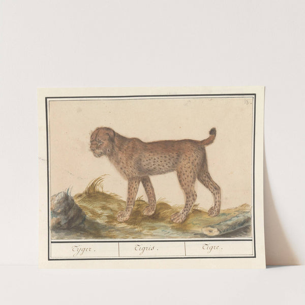 Lynx (Lynx lynx) Tijger. Tigris. Tigre. (1596-1610) by Anselmus Boëtius de Boodt