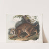 Lynx rufus, Common American Wild Cat (1845-1848) by John Woodhouse Audubon