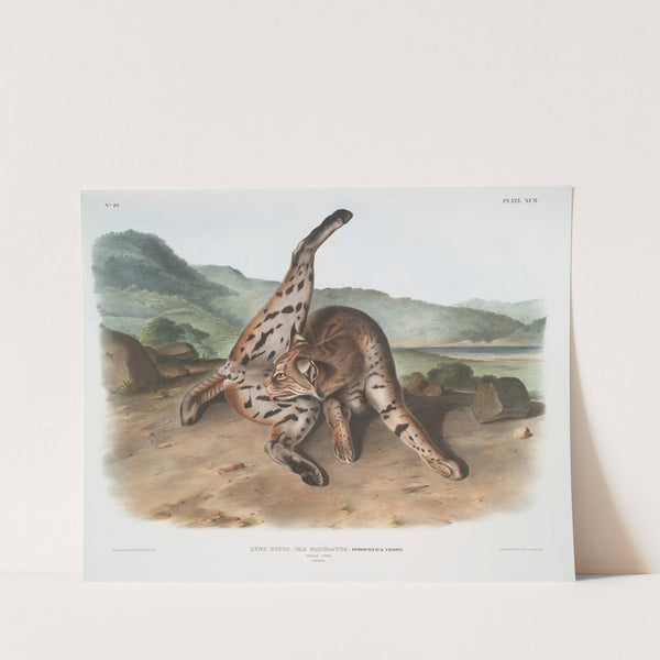 Lynx rufus, var. maculatus, Texan Lynx. (Female.) (1845-1848) by John Woodhouse Audubon