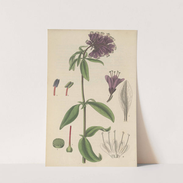 Lysimachia atro-purpurea by William Jackson Hooker