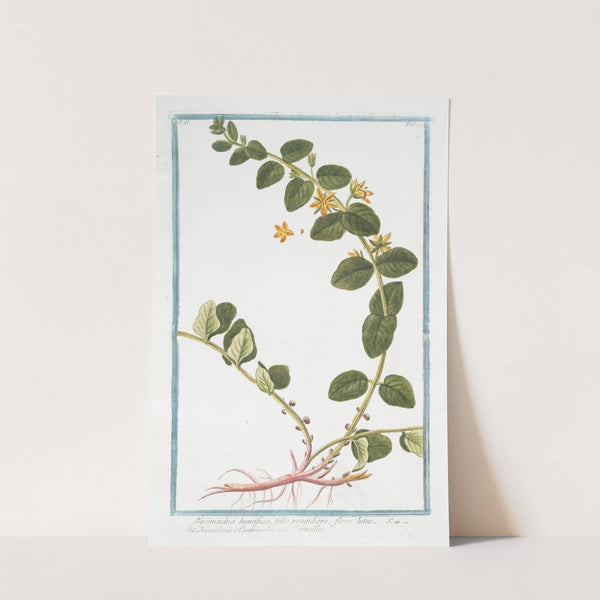 Lysimachia humifusa, folio rotundiore, flore luteo -Corneille. (Loosestrife) by Giorgio Bonelli