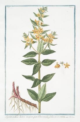 Lysimachia lutea major, quæ Discoridis, foliis ternis. (Loosestrife)