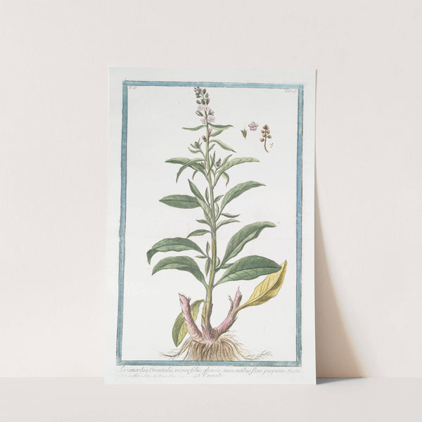 Lysimachia Orientalis, minor foliis gaucis, annuentibus, flore purpureo - Corneille. (Loosestrife) by Giorgio Bonelli