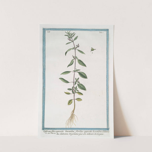 Lythrum foliis oppositis linearibus floribus oppositis bexandris Solitaris - Salicaria Virginiana - La Salicaire de Virginie. (Purple loose-strife) by Giorgio Bonelli